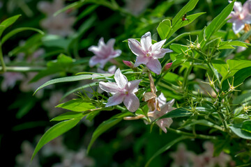 Pink jasmine vine Jasminum polyanthum with the flowers, spring background