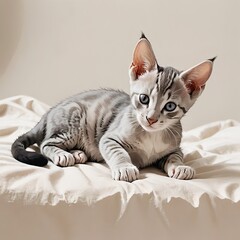 オリエンタルショートヘアの子猫の安心した寝転びポーズ