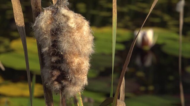 A close-up of a fluffy cattail head gone to seed surrounded by tall reeds, water lilies and lily pads in a marsh at sunset.