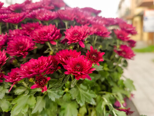 Żywe, czerwone chryzantemy (Chrysanthemum spp.) w pełnym rozkwicie wypełniają doniczkę na tle rozmytego tła miejskiej ulicy Kwiaty mają gęste, warstwowe płatki i towarzyszą im soczyście zielone liście