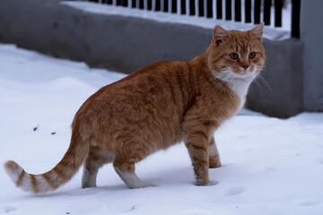 Rudy ( imbirowy) kot zatrzymał się zaciekawiony na śniegu. Kot o gęstej, puszystej sierści stoi na śniegu w pobliżu  metalowego ogrodzenia i betonowego muru. Kot ma białe łapy i białą plamę pod brodą