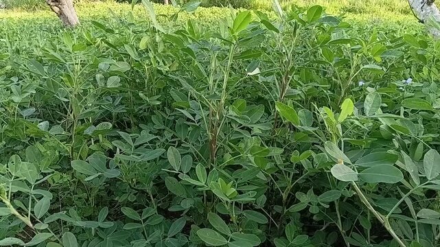 Close-up view of a lush and healthy green peanut field, with vibrant groundnut plant leaves gently swaying in the breeze during the growing season.