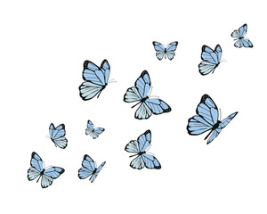 blue watercolor flock of butterfly design hand drawn