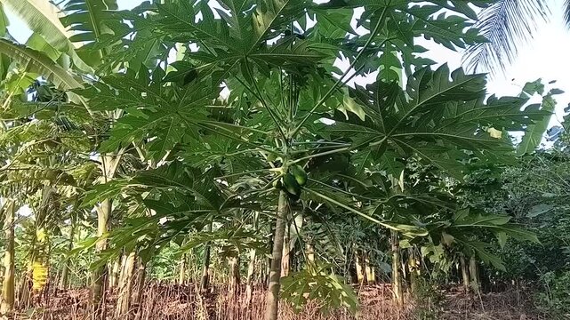​A healthy papaya tree loaded with green fruits gently swaying in the breeze, growing among lush banana plants in a tropical agricultural farm.