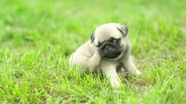 A cute funny pug puppy dog ​​sits on the grass in the park and scratches himself from mosquito or flea bites. Pet care concept. Dogs on a walk outdoors.