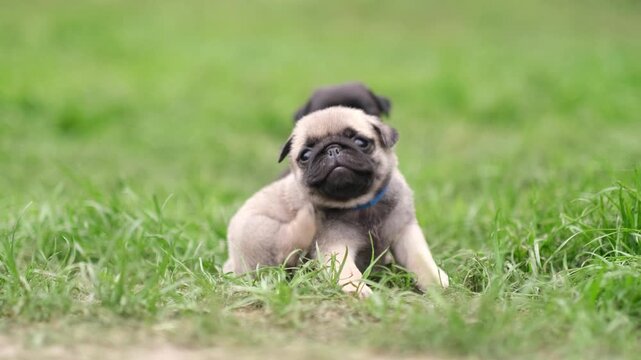 A cute funny pug puppy dog ​​sits on the grass in the park and scratches himself from mosquito or flea bites. Pet care concept. Dogs on a walk outdoors.