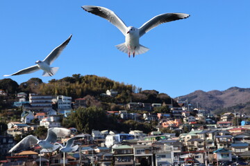 Seagulls in a port town