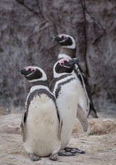 Ping&uuml;ino de magallanes