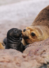 Lobo marino bebe.