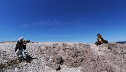 fotografiando lobos marinos