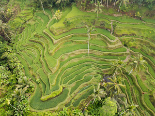 rice terraces bali indonesia
