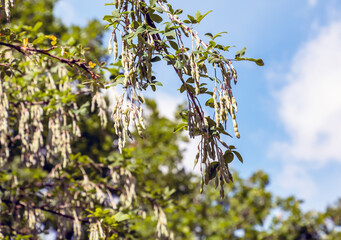 Golden rain tree pods hanging gracefully on the branches, surrounded by a softly blurred background in nature