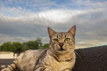yellow cat on the roof at sunset