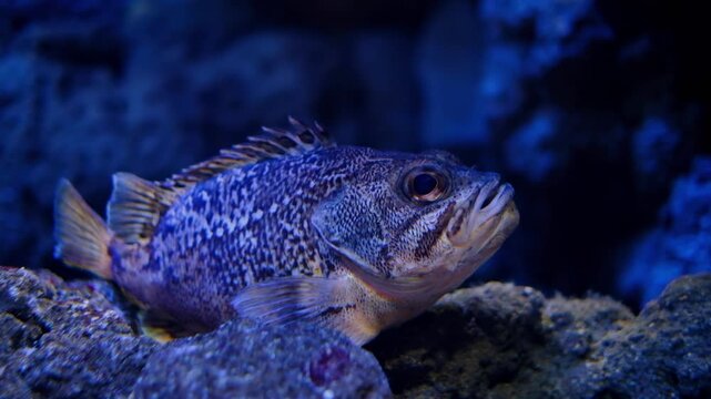 A cinematic close-up shot of a textured Rockfish resting motionless on the rocky bottom of a marine aquarium.