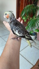 Bird in Hand © Franck