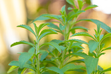 Stevia plant leaves.Bright green stevia leaves in sunlight. Concept of natural sweetener and healthy lifestyle.