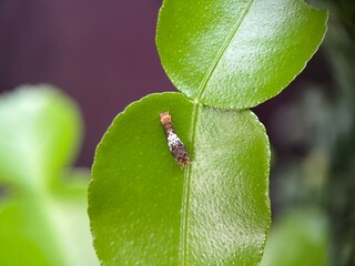 Fototapeta premium close up of caterpillar on green leaf