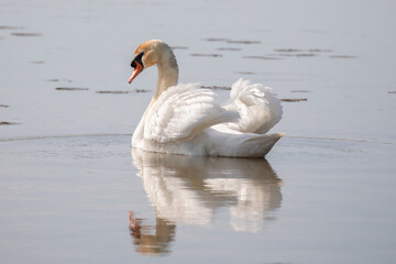 Fototapeta premium Mute Swan Cygnus Olor Water Bird Reflection