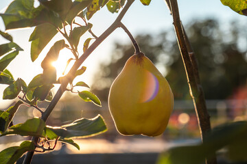 quince fruits in a sunny garden.Growing quince in the garden. Quince harvest.