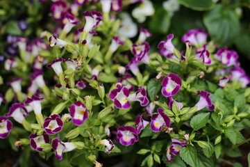 Obraz premium Beautiful purple and white wishbone flowers blooming densely with green foliage, captured outdoors in natural light creating a vibrant and cheerful garden scene.