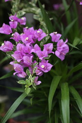 Fototapeta premium Elegant purple bougainvillea flowers with delicate petals and lush green leaves, captured outdoors with soft natural light and a calm tropical garden atmosphere.