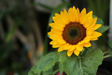 Close up of a bright yellow sunflower with detailed center and green leaves, photographed outdoors with soft natural light and blurred background for a cheerful mood.