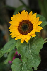 Close up of a bright yellow sunflower with detailed center and green leaves, photographed outdoors with soft natural light and blurred background for a cheerful mood.
