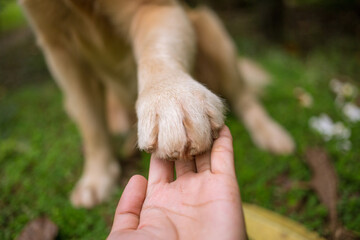 Golden Retriever paw in human hand, training handshake on grass outdoors  © macknimal