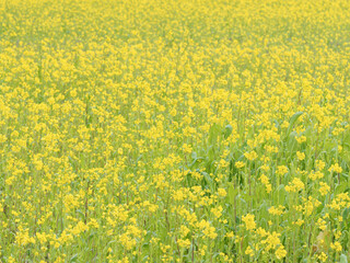 Fototapeta premium 菜の花