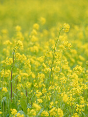 Obraz premium 菜の花