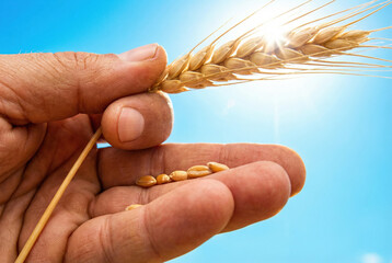 Farmer's hand holding ripe wheat grains against bright blue sky