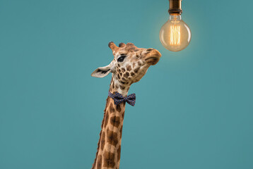 A giraffe wearing a bowtie looks up at a lit lightbulb