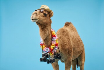 Camel dressed for vacation wearing sunglasses, straw hat, and lei, carrying cameras