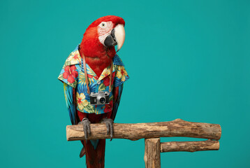 A scarlet macaw parrot wearing a Hawaiian shirt and camera on a perch a teal background