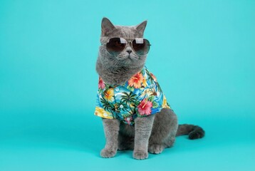 Cool cat wearing sunglasses and a Hawaiian shirt on a turquoise background