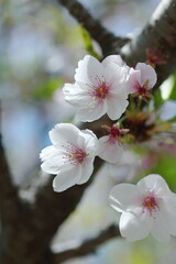 春の訪れを告げるサクラ