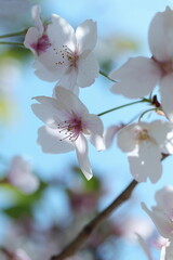 春の木漏れ日に輝くサクラ
