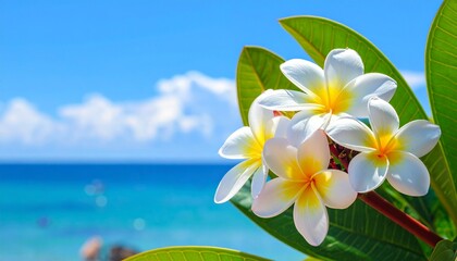Naklejka premium Exotic frangipani blossoms in the foreground with a beautiful blurred background of a tropical beach, turquoise sea, and blue sky