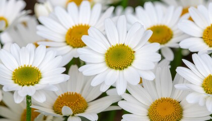 A vibrant and intricate close-up of numerous white daisies showcasing their delicate petals and brilliant yellow centers, highlighting the serene beauty and natural freshness of a blooming garden