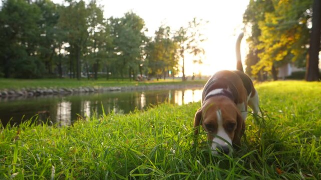 Young beagle search around, sniffing grass at park lawn, slow motion shot. Cute dog with long ears looking for something using nose, feel scent and try to find item. Beautiful city garden at evening