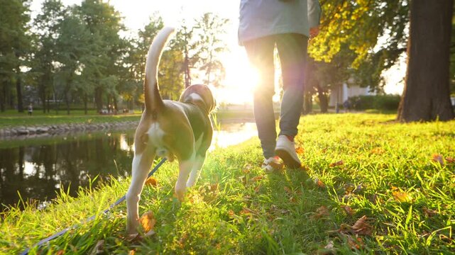 Cute young beagle walk after owner at sunlit evening park, slow motion camera follow behind. Two have nice relaxing time at quiet old park in city. Beautiful bright sun shine ahead, woman go forward