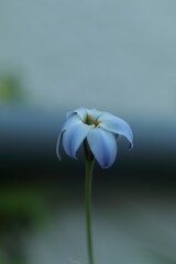 元気の無いハナニラ