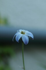 花びらが萎れるハナニラ