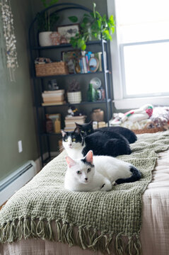Cats laying in bed 