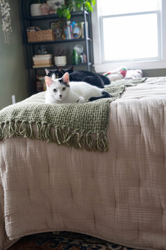 Cats laying in bed 