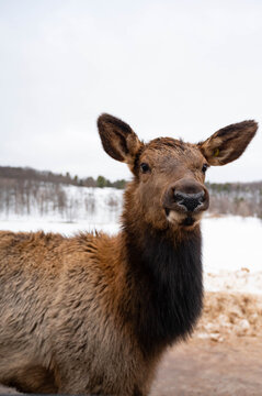 Deer sticking head in car, close up deer