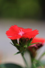 赤いセキチクの花