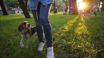 Smart young beagle dog walk between woman legs, doing well weave or snake command, slow motion camera move in front. Cute obedient doggy follow girl steps and winding under, receive snack