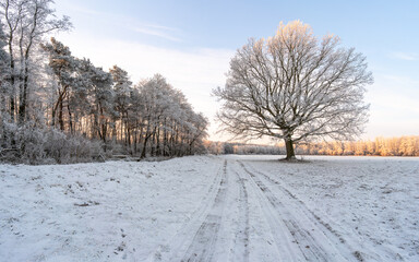 Lonely frosted tree by a snowy country road at winter sunrise
