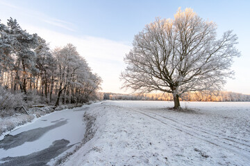 Frosted tree beside a frozen river in winter landscape
